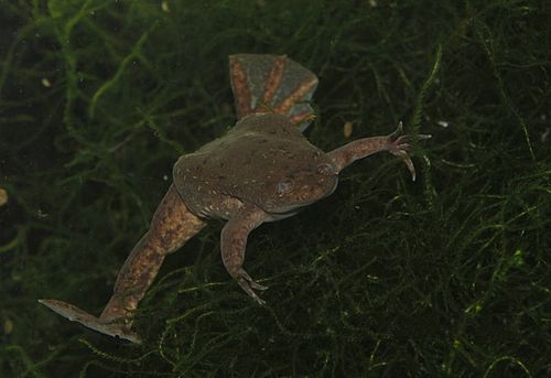 Volcano clawed frog